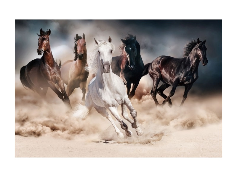 Levně Signal Obraz HORSES 120x80 cm