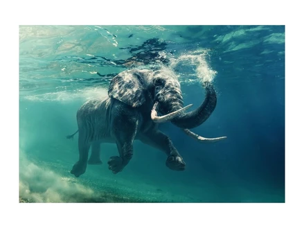 Obraz ELEPHANT 120x80 cm